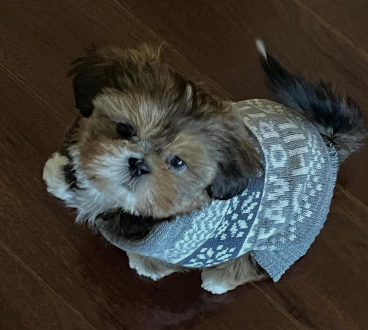A Shih Tzu puppy raised by Crown Palace Shih Tzu