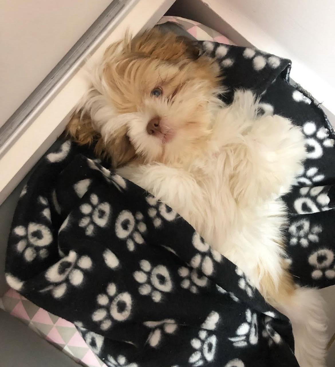 Shih Tzu puppy at home with family