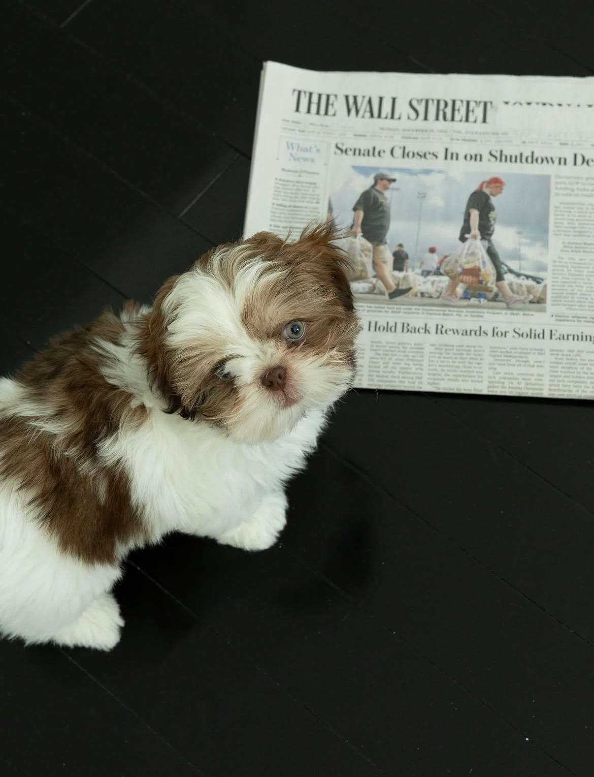 Finn — Shih Tzu