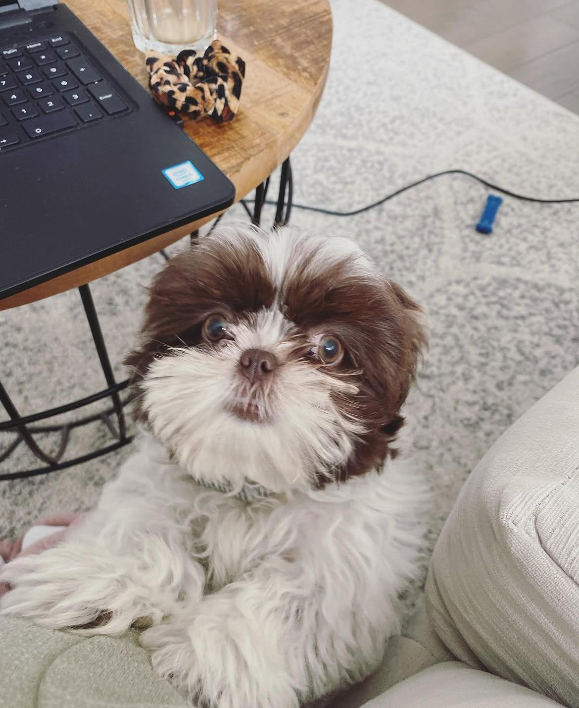 Crown Palace Shih Tzu — our Shih Tzus raised at home