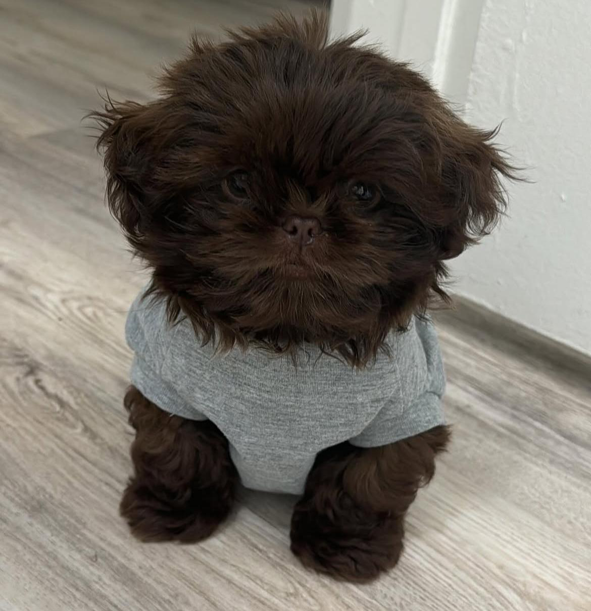 Maxwel — Shih Tzu