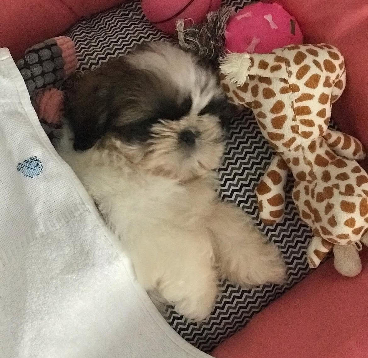 A Crown Palace Shih Tzu puppy in the golden hour