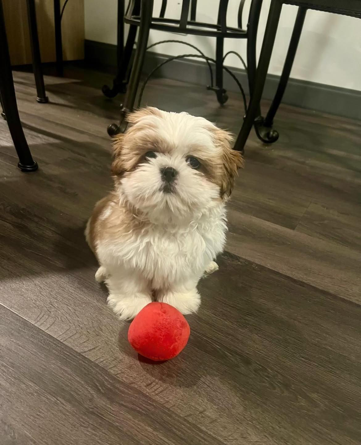 Adorable Shih Tzu companion