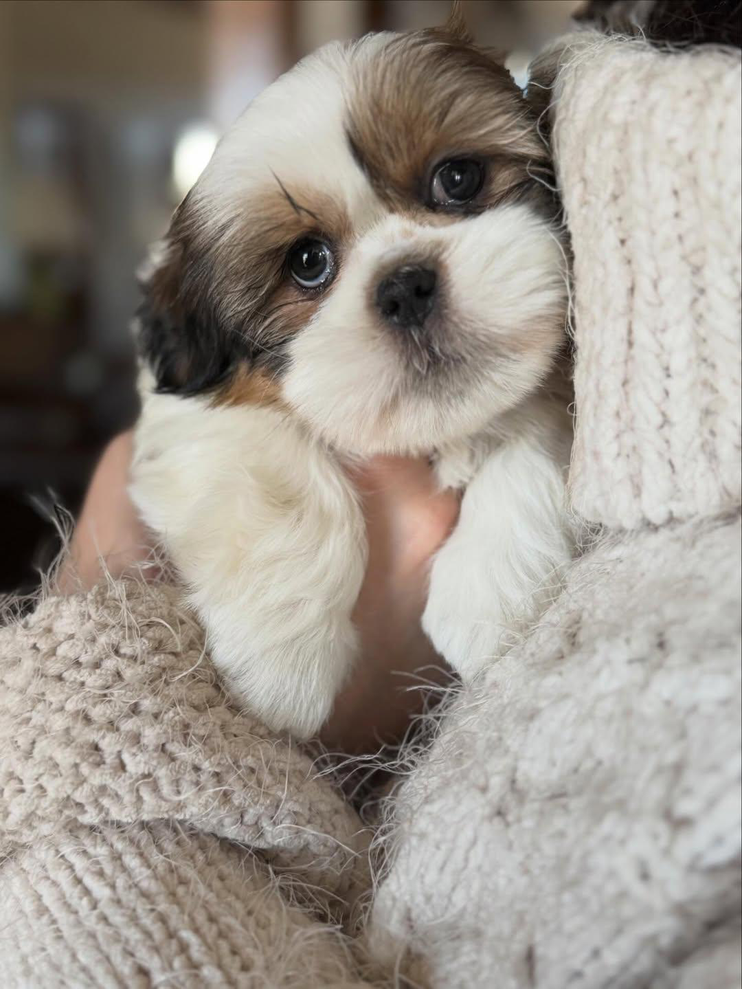 Sweet Shih Tzu ready for a home